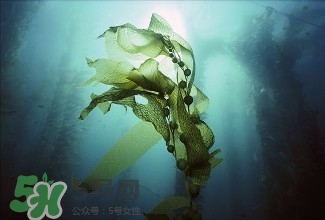 螺旋藻能解酒嗎？解酒的方法有哪些？