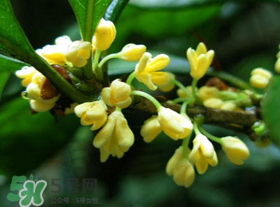 新鮮桂花怎么清洗？新鮮桂花可以冷凍嗎？