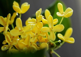 新鮮桂花怎么清洗？新鮮桂花可以冷凍嗎？