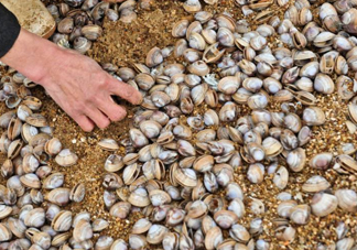 蛤蜊蒸蛋怎么做？為什么蛤蜊蒸蛋有澀味？