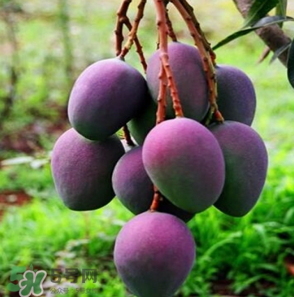 芒果有哪些品種？哪種芒果最好吃？