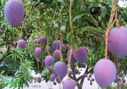 芒果有哪些品種？哪種芒果最好吃？