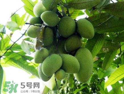 芒果有哪些品種？哪種芒果最好吃？