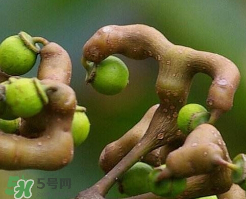 拐棗怎么泡酒？拐棗的功效與作用