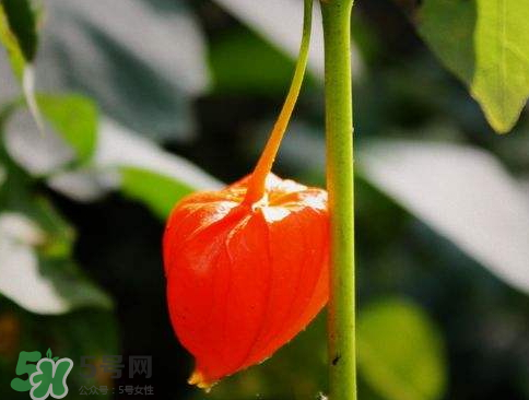 紅姑娘能泡酒嗎 紅姑娘泡酒能治什么病 紅姑娘能泡酒嗎 紅姑娘泡酒能治什么病