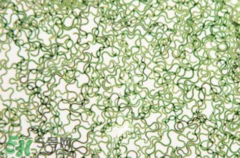 怎么辨別螺旋藻的真假？買螺旋藻怎么挑？