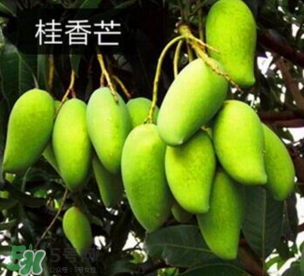 芒果有哪些品種？哪種芒果最好吃？