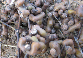 吃拐棗對(duì)人有什么好處？拐棗哪里有賣(mài)的