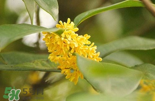 新鮮桂花怎么清洗？新鮮桂花可以冷凍嗎？