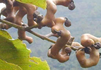 拐棗樹(shù)什么時(shí)候栽養(yǎng)？拐棗樹(shù)多少年結(jié)果