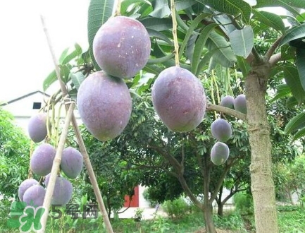 芒果有哪些品種？哪種芒果最好吃？