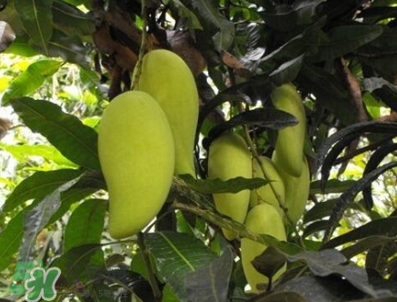 芒果有哪些品種？哪種芒果最好吃？