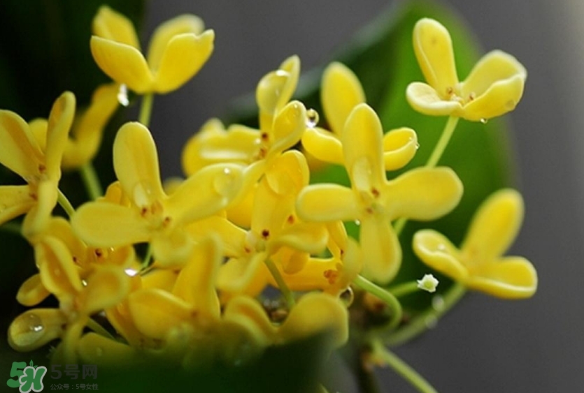 新鮮桂花怎么清洗？新鮮桂花可以冷凍嗎？