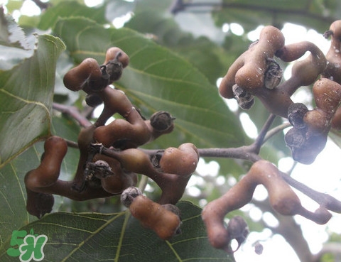 拐棗樹什么時(shí)候栽養(yǎng)？拐棗樹多少年結(jié)果