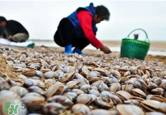 蛤蜊蒸蛋怎么做？為什么蛤蜊蒸蛋有澀味？
