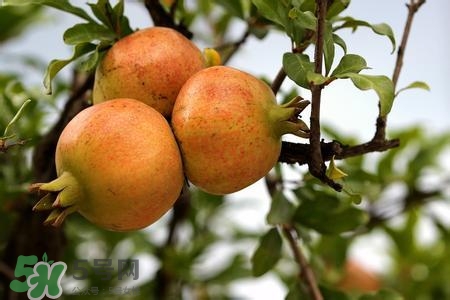 中秋節(jié)吃石榴嗎？中秋節(jié)吃石榴有什么寓意？