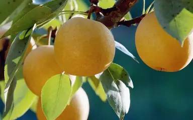 便秘可以吃芒果嗎？便秘吃什么水果好？