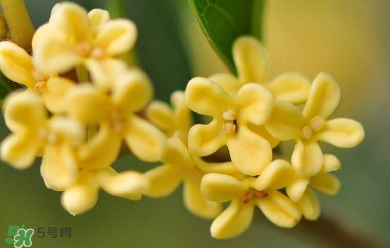 新鮮桂花怎么清洗？新鮮桂花可以冷凍嗎？