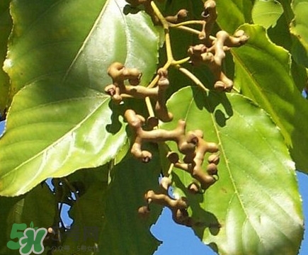 吃拐棗對人有什么好處？拐棗哪里有賣的