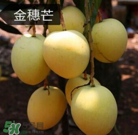 芒果有哪些品種？哪種芒果最好吃？