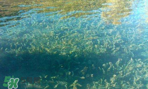 螺旋藻副作用有哪些？吃螺旋藻的禁忌