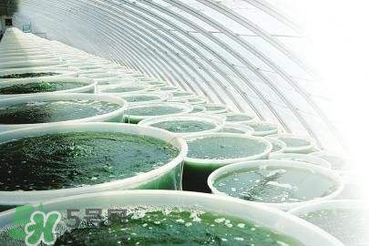 螺旋藻是飯前吃還是飯后吃？螺旋藻怎么吃？