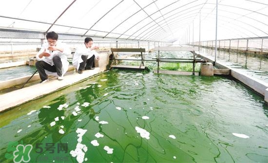 螺旋藻副作用有哪些？吃螺旋藻的禁忌