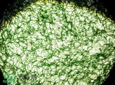 螺旋藻減肥嗎？螺旋藻減肥的正確吃法