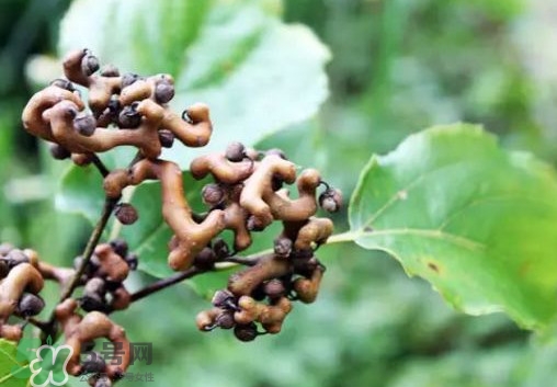 拐棗怎么吃？拐棗好吃嗎