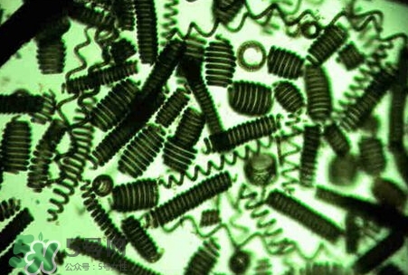 螺旋藻減肥嗎？螺旋藻減肥的正確吃法