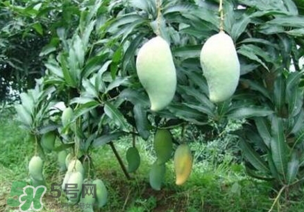 芒果有哪些品種？哪種芒果最好吃？