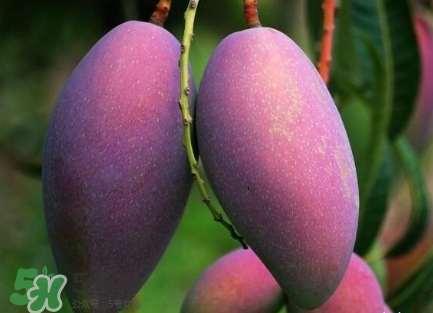 芒果有哪些品種？哪種芒果最好吃？