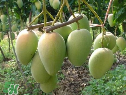 芒果有哪些品種？哪種芒果最好吃？