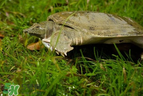 甲魚又叫什么？甲魚吃什么食物