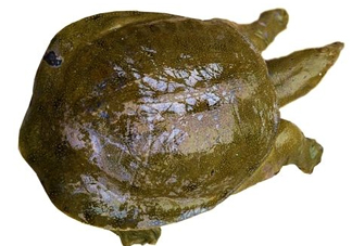 腳魚有靈性嗎？腳魚吃了有什么好處