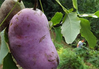 八月瓜可以美容嗎？八月瓜怎么吃有美容效果？