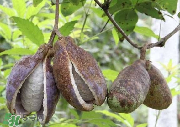 八月瓜可以美容嗎？八月瓜怎么吃有美容效果？