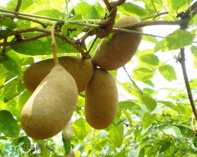 八月瓜孕婦能吃嗎？八月瓜的功效與作用