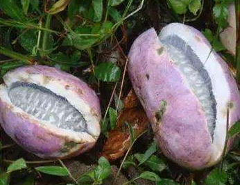 八月瓜的藥用價(jià)值有哪些？八月瓜能治什么?。?></p><p>本品呈腎形或長橢圓形，稍彎曲，長3～9cm，直徑1.5～3.5cm。表面黃棕色或黑褐色，有不規(guī)則的深皺紋，頂端鈍圓，基部有果梗痕。質(zhì)硬，破開后，果瓤淡黃色或黃棕色;種子多數(shù)，扁長卵形，黃棕色或紫褐色，具光澤，有條狀紋理。氣微香，味苦。</p><p>功能主治：理氣，活血，殺蟲，解毒，利尿，止痛，疏肝益腎，健脾和胃;治肝胃氣痛、消化不良、心煩意亂、腹痛瀉痢、膀胱疝氣、腰痛、脅痛、月經(jīng)痛等癥。</p><p>現(xiàn)代醫(yī)學(xué)研究發(fā)現(xiàn)，八月瓜中的某些成分對癌癥的預(yù)防和治療能起到一定作用。</p><p style=