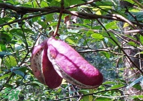 八月瓜能種植嗎？八月瓜怎么種植？