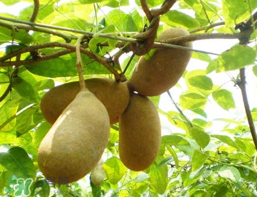 八月瓜能放冰箱嗎？八月瓜怎么保存？