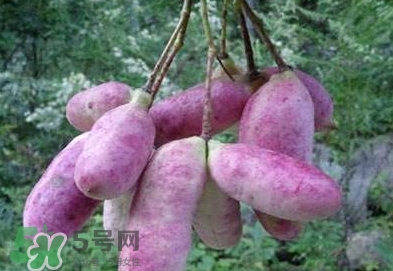 八月瓜可以補腎嗎？八月瓜的營養(yǎng)價值