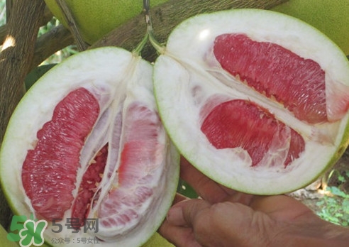 紅肉蜜柚是哪里產(chǎn)的？紅肉蜜柚的種植技術(shù)