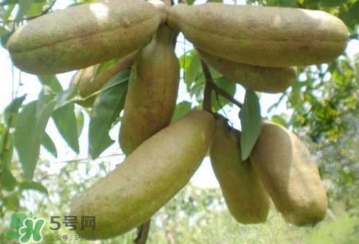 八月瓜可以經(jīng)常吃嗎？八月瓜可以多吃嗎？