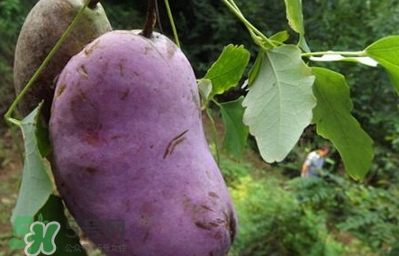 八月瓜可以美容嗎？八月瓜怎么吃有美容效果？