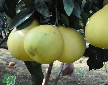 如何區(qū)分紅肉蜜柚真假？吃紅肉蜜柚有什么好處？