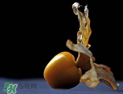 姑娘果可以泡水喝嗎？姑娘果怎么泡水喝？