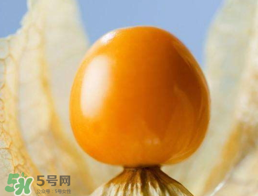 燈籠果是熱性還是涼性？燈籠果是涼性的嗎？