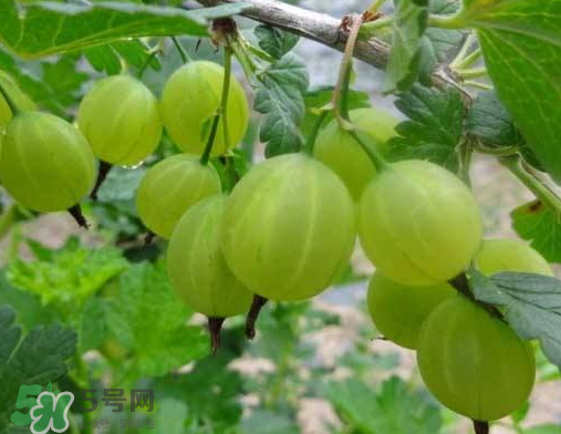 燈籠果什么時候種植？燈籠果怎么種植？