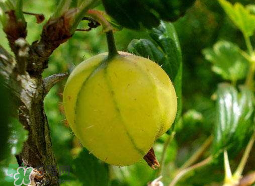 燈籠果什么時候種植？燈籠果怎么種植？